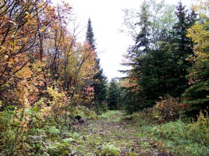 A view of the property near camp.
